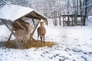 Богольвар 14